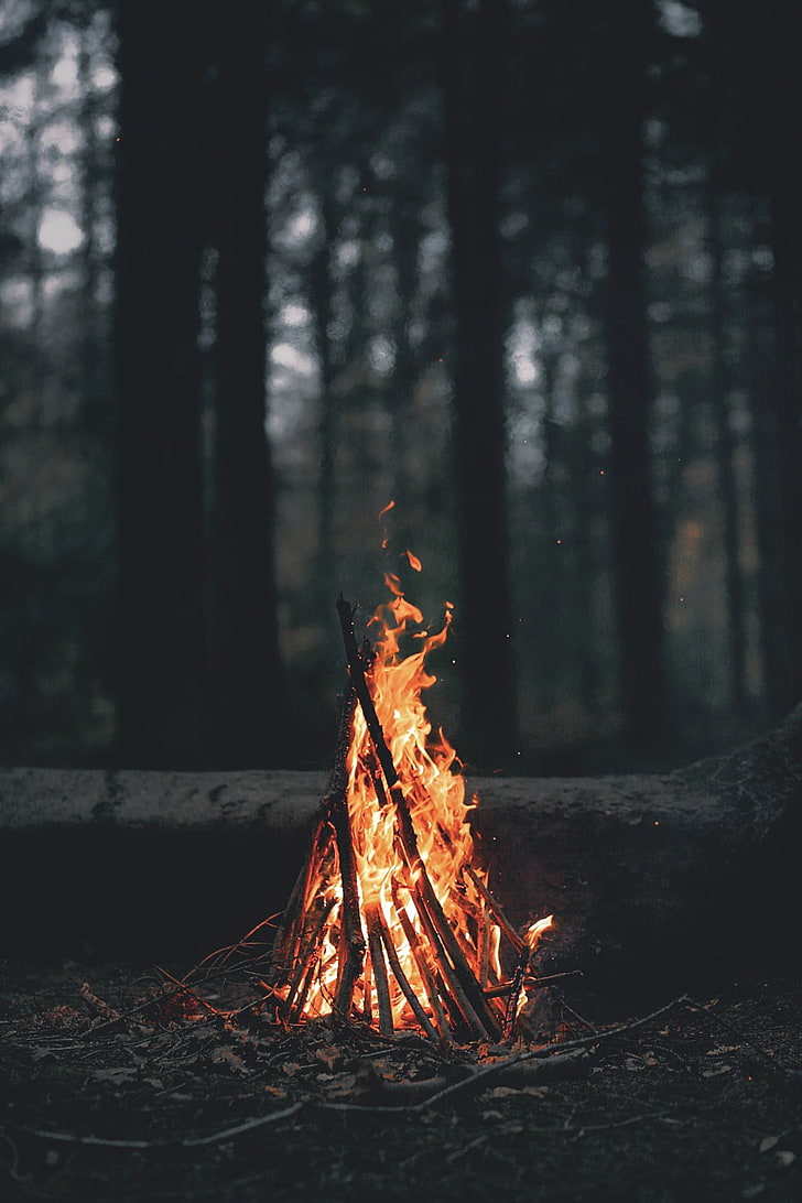 bonfire, portrait display, nature, trees, forest, fire, wood, leaves, dark, evening, branch, bonfires, campfire, HD wallpaper
