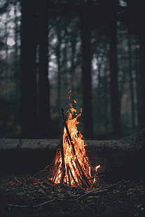 bonfire, portrait display, nature, trees, forest, fire, wood, leaves, dark, evening, branch, bonfires, campfire, HD wallpaper HD wallpaper