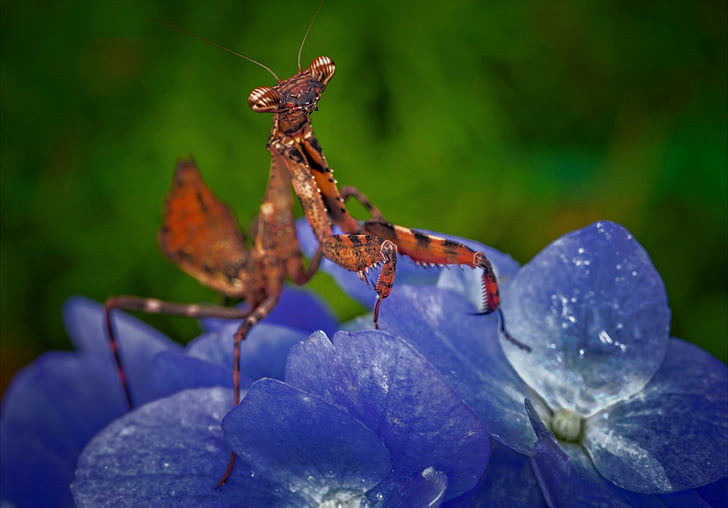 Animal, Praying Mantis, Blue Flower, Insect, HD wallpaper