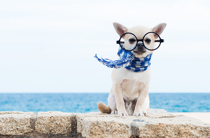 chien, écharpe, lunettes, Chihuahua, chien, Fond d'écran HD