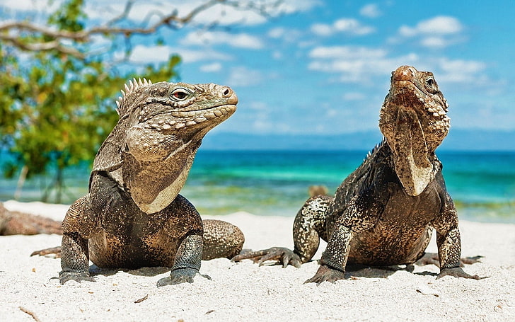 two white-and-beige lizards, animals, beach, lizards, reptiles, iguana, HD wallpaper