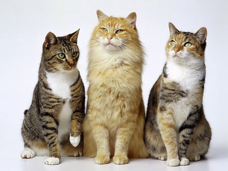 three cats, cats, three, fluffy, beautiful, HD wallpaper