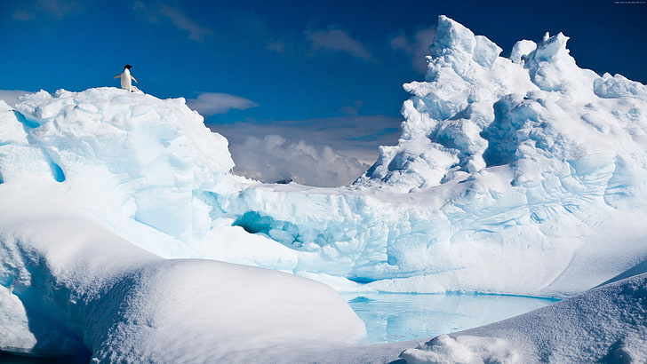 snow, iceberg, penguin, Antarctica, HD wallpaper