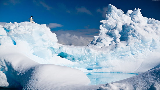 눈, 빙산, 펭귄, 남극 대륙, HD 배경 화면 HD wallpaper