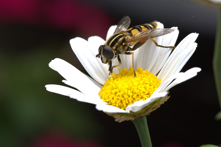 flor de la margarita blanca, margarita, abeja, flor, polinización, Fondo de pantalla HD