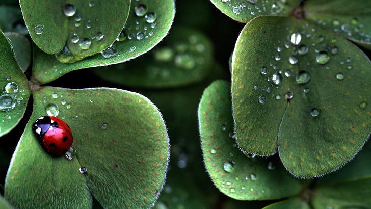 물 방울, 자연과 잎에 무당 벌레, HD 배경 화면
