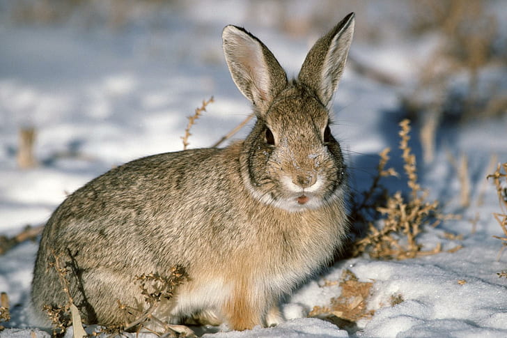 Снежный кролик, коричневый кролик, снег, кролик, животные, HD обои
