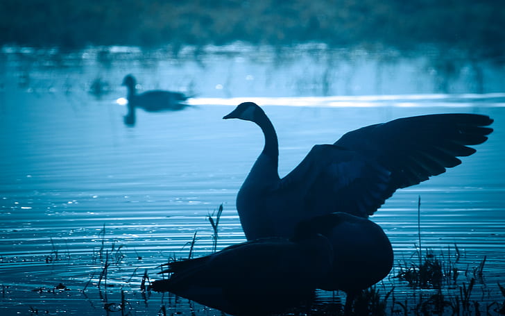 Лебедь в озере в сумерках, крылья, белый лебедь, лебедь, озеро, сумерки, крылья, HD обои