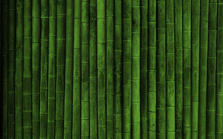 banyak bambu, realistis, bambu, hijau, Wallpaper HD