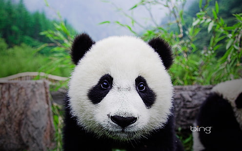 панда, медведь, панда, лицо, HD обои HD wallpaper