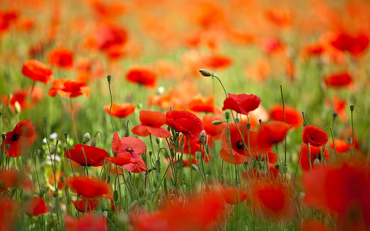 Field with flowers poppies, Nature, flowers, poppies, petals, spring, field, HD wallpaper