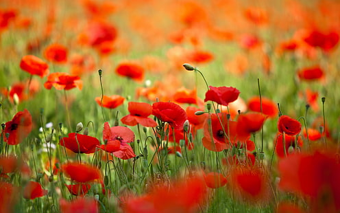 Field with flowers poppies, Nature, flowers, poppies, petals, spring, field, HD wallpaper HD wallpaper