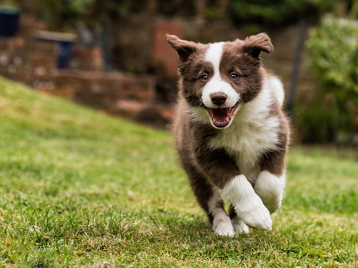 Border collie, spacery z psem, trawa, Border, collie, pies, spacery, trawa, Tapety HD