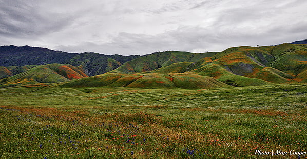 green hills under gray cloudy skies, california, california, Carpet, green hills, gray, cloudy, skies, wildflowers, bloom, southern  california, fields, mountains, pasture, clouds, moody, landscape, orange, nikon  d810, hdr, lightroom, marc cooper, central valley, arvin, bakersfield, nature, mountain, hill, grass, outdoors, meadow, HD wallpaper HD wallpaper