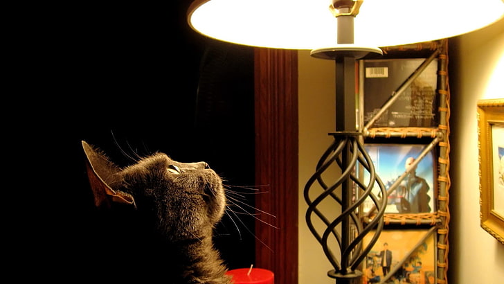 brown cat, cat, lamp, curiosity, ears, HD wallpaper