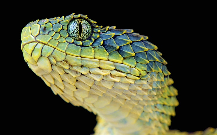 reptiles, animales, escamas de lagarto, serpiente, macro, Fondo de pantalla HD