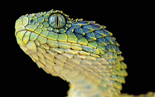 blue and green viper, green and beige rattlesnake, snake, reptiles, animals, macro, Lizard scales, HD wallpaper HD wallpaper