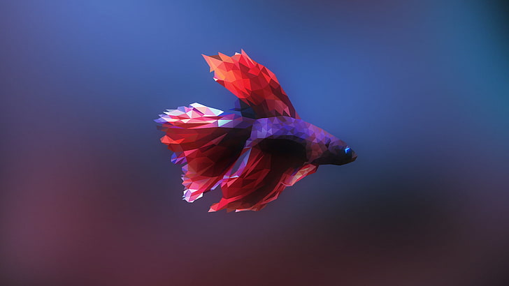 red and purple betta fish illustration, Siamese fighting fish, fish, low poly, HD wallpaper