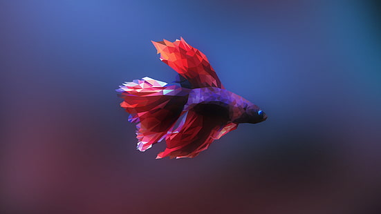 pesce rosso e viola betta illustrazione, pesce combattente siamese, pesce, basso poli, Sfondo HD HD wallpaper