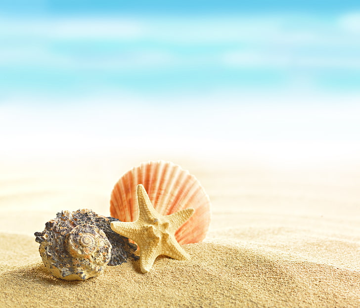 starfish and shell at the beach, summer, beach, sand, shells, seashells, HD wallpaper