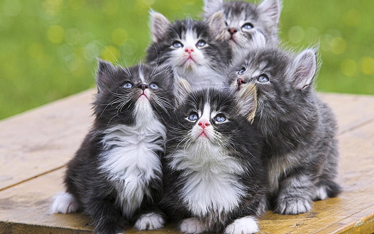 Kocięta Perskie, pięć czarno-szarych kociąt, Zwierzęta, Kot, Zwierzę, Śliczne, Tapety HD