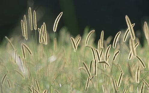 spikelets, nature, grass, plants, HD wallpaper HD wallpaper