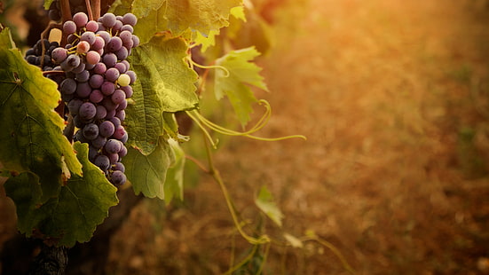 Czerwone winogrona, liście, kiść, Tapety HD HD wallpaper