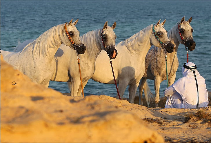 جوهر عربي ، خيول ، شرقي ، عربي ، رمادي ، صحراوي ، حيوانات، خلفية HD