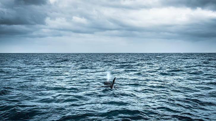 Orca en mar en calma, islandia, orca, islandia, Islandia, fotografía de viaje, orca, calma, mar, orca, océano, cielo, vida silvestre, olafsvik, naturaleza, agua, paisaje marino, al aire libre, animales, nubes, Ólafsvík, azulpájaro, Fondo de pantalla HD