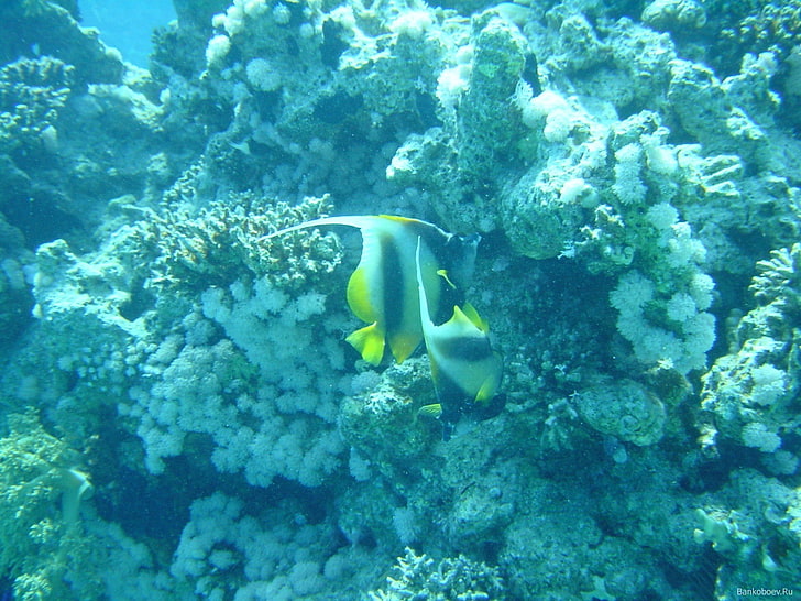 под вода, море, корали, морски анемонии, риби, тюркоаз, HD тапет
