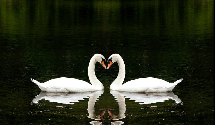 love, Swan, cute animals, couple, lake, HD wallpaper