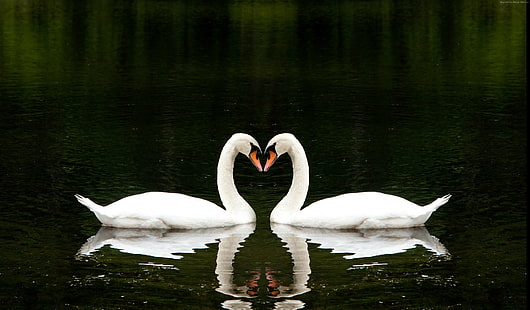 любов, лебед, сладки животни, двойка, езеро, HD тапет HD wallpaper