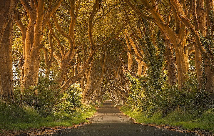 Дорога между деревьями живопись, Ирландия, деревья, зеленые, дорога, трава, улица, забор, кустарники, лето, природа, пейзаж, живые изгороди, HD обои