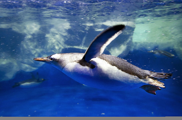 海 波 ホヤ 自然 泡 海 ジャンプ ぼかし 氷河 スイマー ペンギン 動物 ダイビング ボケ 南極 旅行 Hdデスクトップの壁紙 Wallpaperbetter