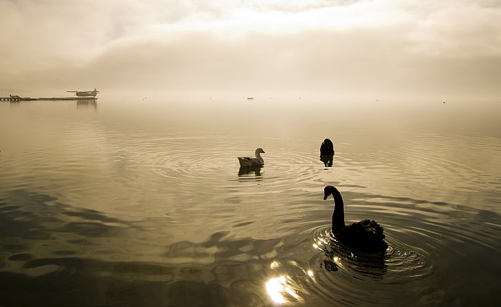 Two Swans And A Goose, three swans, Animals, Birds, Swans, goose, HD wallpaper