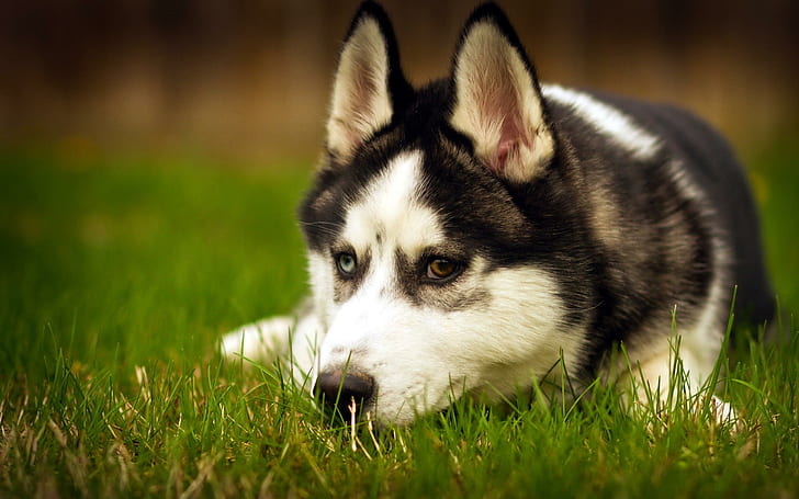Husky Dog Resting, husky, puppy, grass, loyal, animal, animals, HD wallpaper