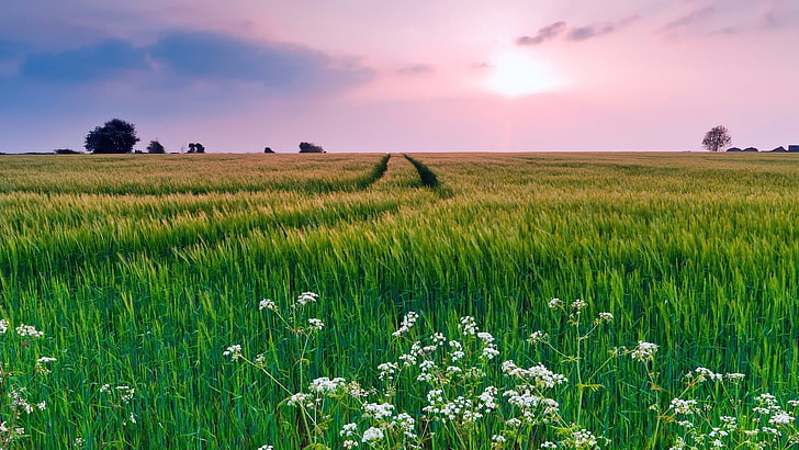 weiße Blumen und grünes Reisfeld, Natur, Landschaft, HD-Hintergrundbild