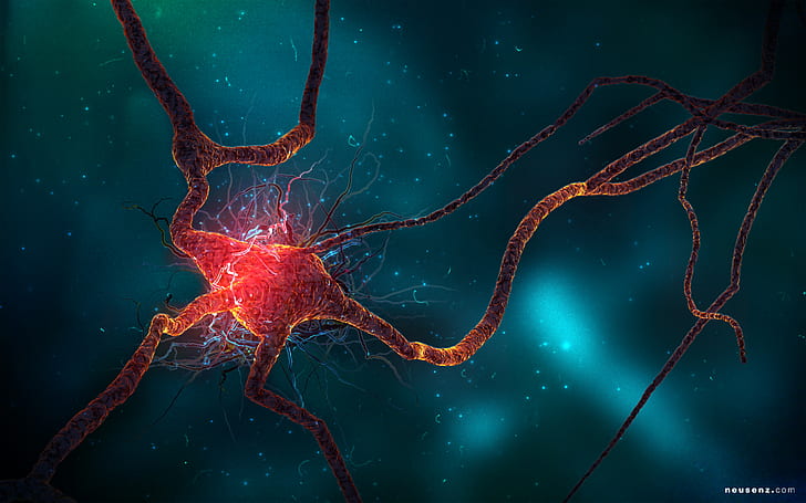 Neuron Cell HD, молекула клетки мозга, креатив, графика, креатив и графика, клетка, нейрон, HD обои