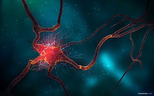 Neuron Cell HD, молекула клетки мозга, креатив, графика, креатив и графика, клетка, нейрон, HD обои HD wallpaper
