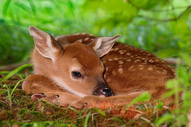 deer, nature, animals, fawns, baby animals, HD wallpaper