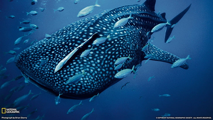 сива и бяла китова акула, животни, риби, под вода, синьо, National Geographic, HD тапет
