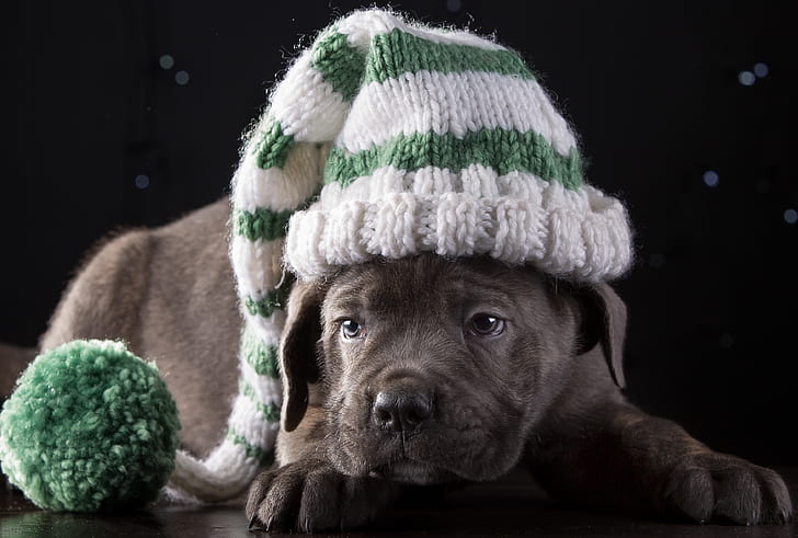 hat, cute, puppy, breed, cane Corso, HD wallpaper