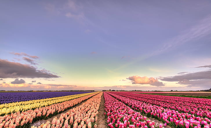photo of pink, orange, yellow, and purple flower field during daytime, Colors, Holland, photo, pink, orange, yellow, purple flower, field, daytime, 35mm, D750, Dutch, Europe, HDR, Nederland, Nederlands, Nikkor, Nikon, Noord-Holland, Netherlands, bloem, bloemen, clouds, flower  flower, flower fields, flowerbed, landscape, lucht, nature, natuur, plant, skies, agriculture, rural Scene, tulip, flower, purple, sky, springtime, outdoors, blue, farm, summer, sunset, season, beauty In Nature, landscaped, sunlight, in A Row, HD wallpaper