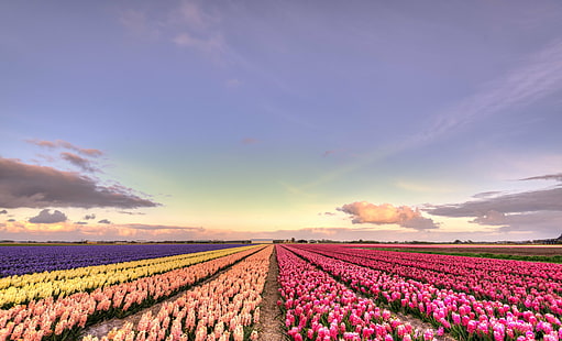 photo of pink, orange, yellow, and purple flower field during daytime, Colors, Holland, photo, pink, orange, yellow, purple flower, field, daytime, 35mm, D750, Dutch, Europe, HDR, Nederland, Nederlands, Nikkor, Nikon, Noord-Holland, Netherlands, bloem, bloemen, clouds, flower  flower, flower fields, flowerbed, landscape, lucht, nature, natuur, plant, skies, agriculture, rural Scene, tulip, flower, purple, sky, springtime, outdoors, blue, farm, summer, sunset, season, beauty In Nature, landscaped, sunlight, in A Row, HD wallpaper HD wallpaper