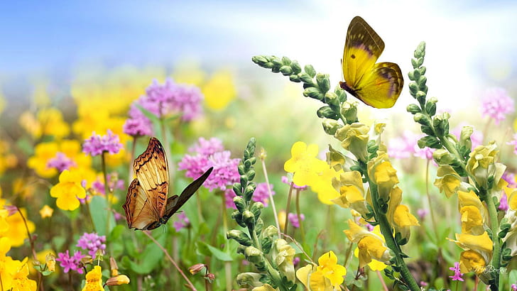 Summers Garden, жълто, гладиола, цвят, пеперуда, градина, розово, цветя, пролет, цветно, пеперуди, summe, HD тапет