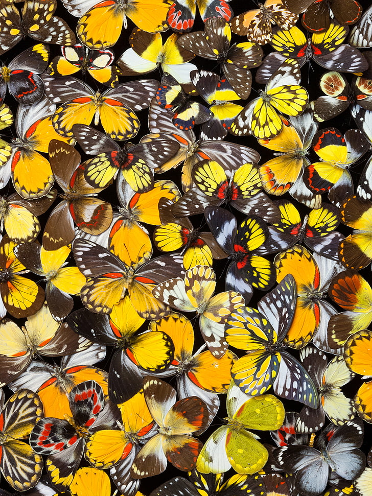 kupu-kupu, kupu-kupu, warna-warni, pola, Wallpaper HD, wallpaper seluler
