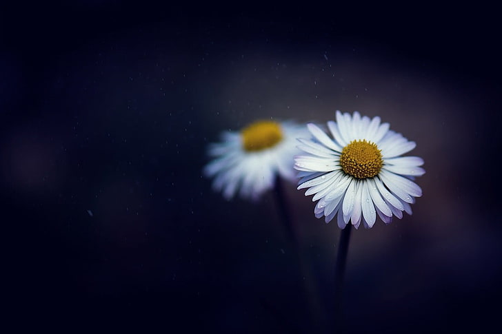 two white daisies, flowers, white flowers, depth of field, daisies, matricaria, HD wallpaper
