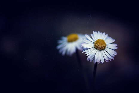 zwei weiße Gänseblümchen, Blumen, weiße Blumen, Schärfentiefe, Gänseblümchen, Matricaria, HD-Hintergrundbild HD wallpaper