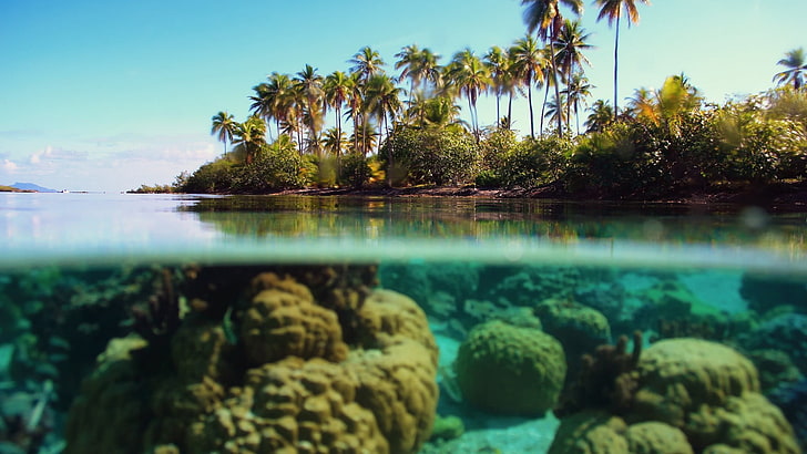 nature, palm trees, tropical, island, sea, HD wallpaper