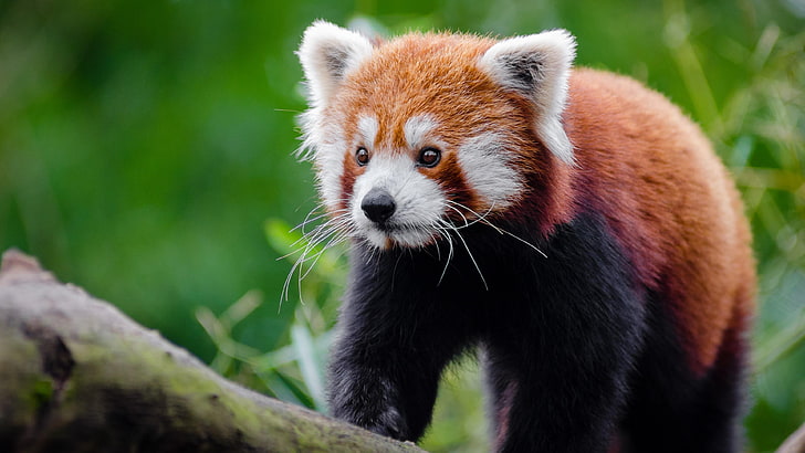 roter Panda, roter Katzenbär, Fauna, niedlich, wild lebende Tiere, Katzenbär, Barthaare, Pelz, Bär, HD-Hintergrundbild